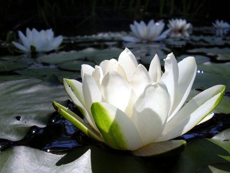 White water lily plant