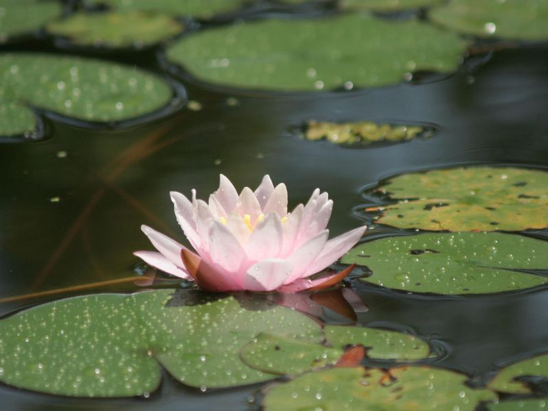 How a water lily grows on water