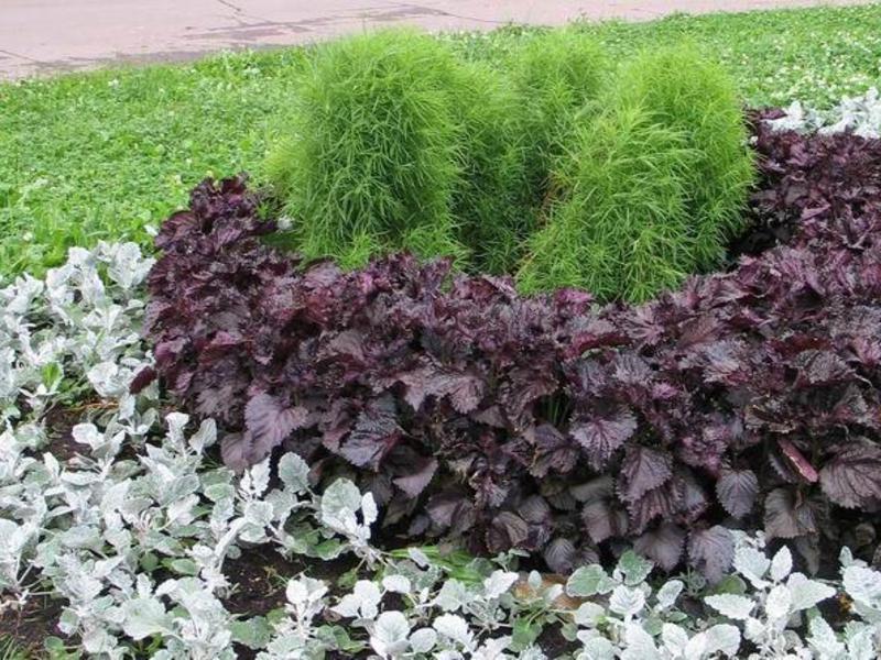 Cineraria cultivation