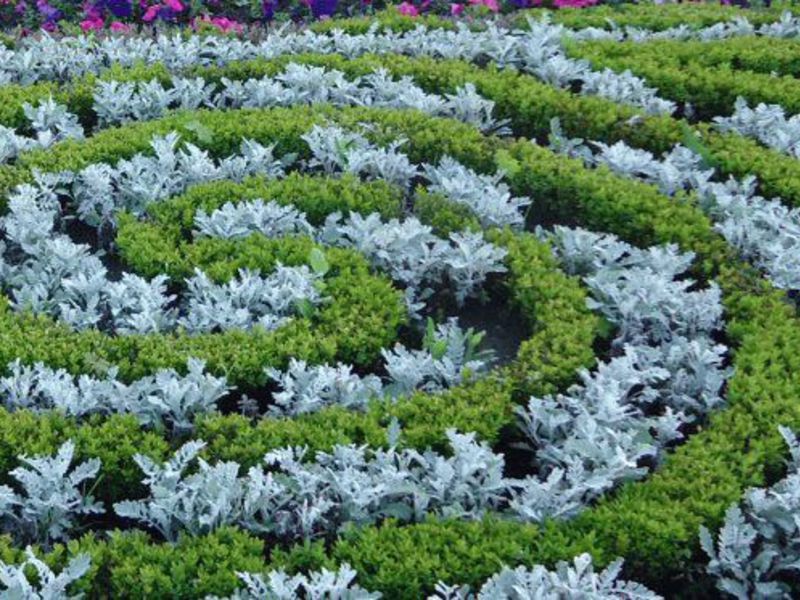 Cineraria flower