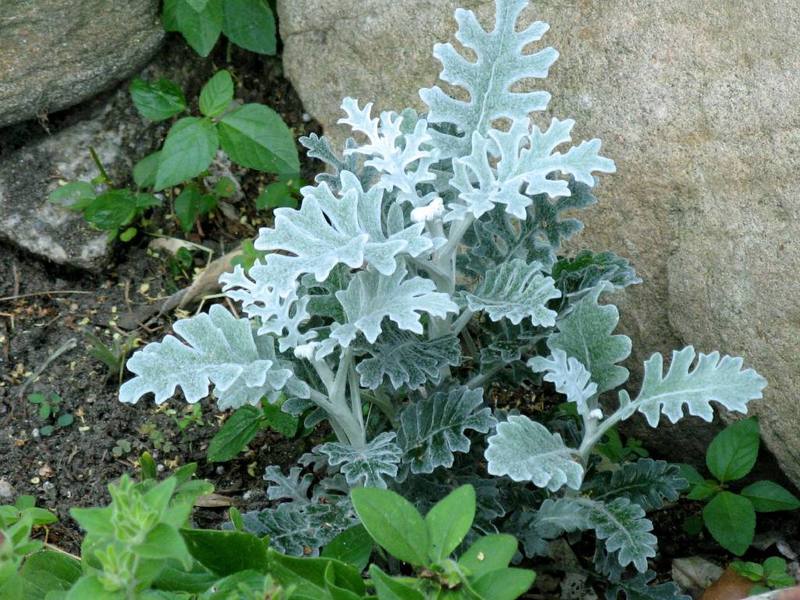 Cineraria plant appearance