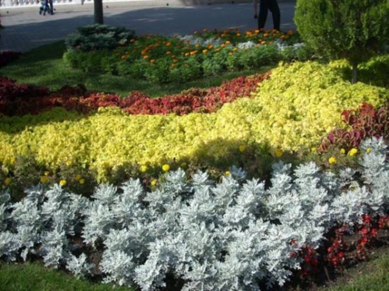 What does cineraria silvery look like?