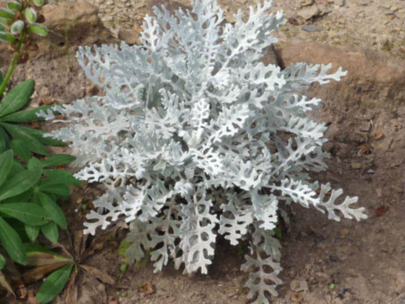 Cineraria flowers