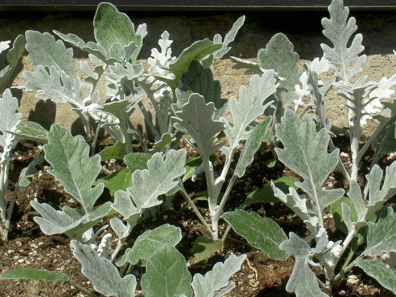 Cineraria plant flowering period