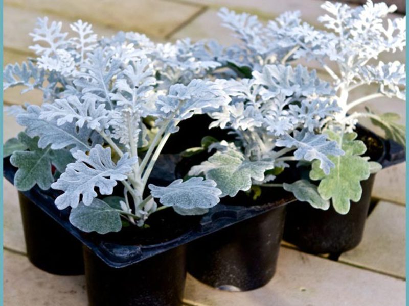 Planting and caring for a cineraria plant