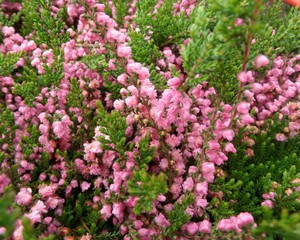 Common heather blooms very beautifully