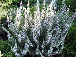 Silver Knight is a type of heather.