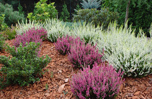 Heather bushes are beautiful.