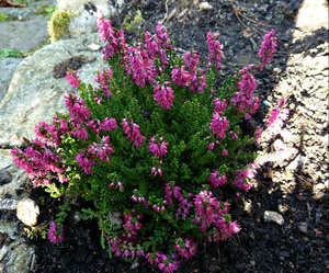 The Allegro heather tolerates even very frosty winters.