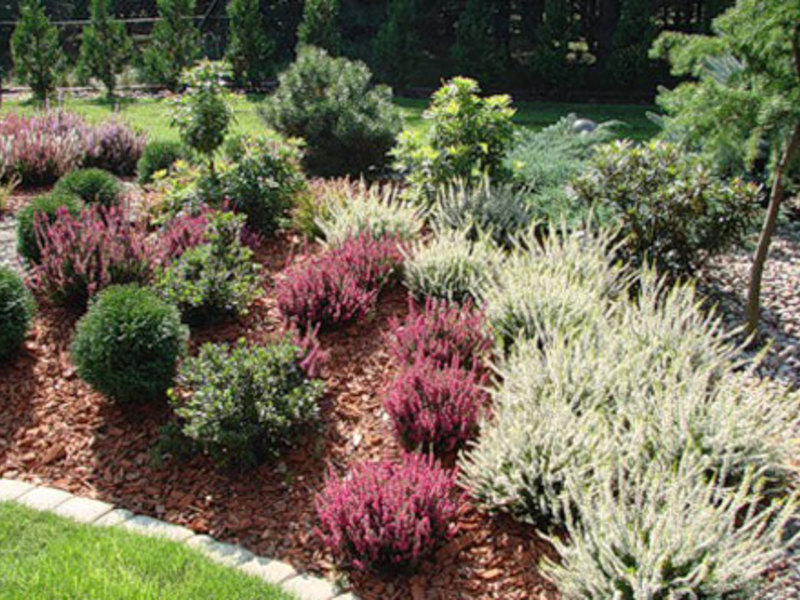 A heather bed can consist of several varieties.