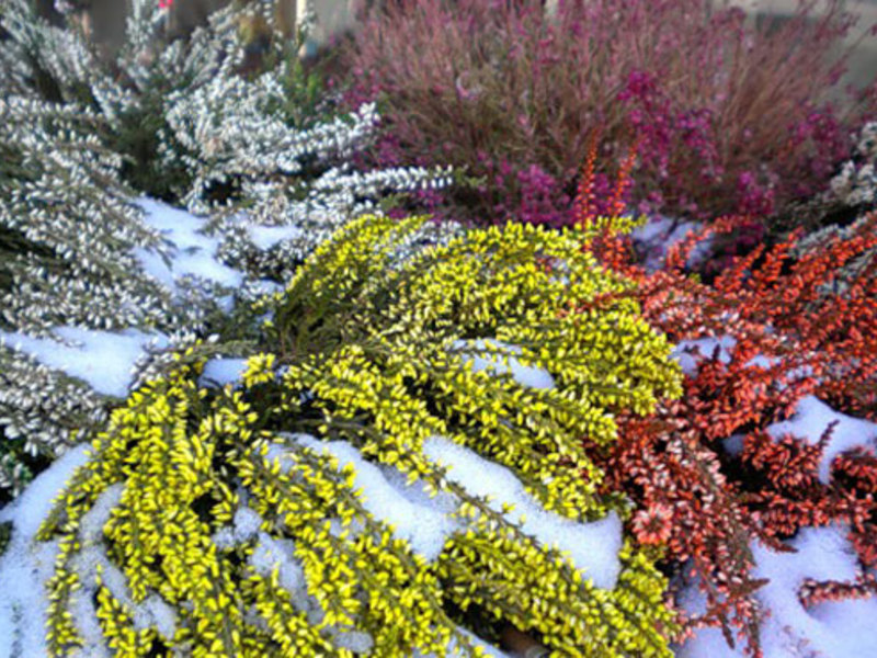 Proper care of heather in the garden.