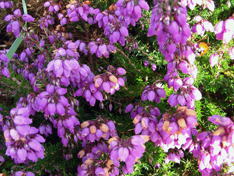 Calluna vulgaris is the Latin name for common heather.