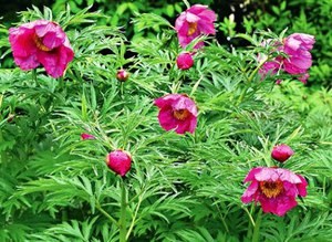 Peony evading - a bush of this species of peony in the photo