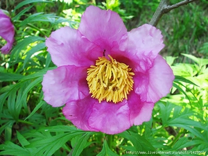 Peony flower close-up.