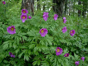 Peony evading in the garden at the dacha.