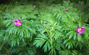 Evasive peonies grow most actively in Altai.