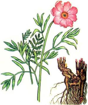 Peony tincture is a very useful drug