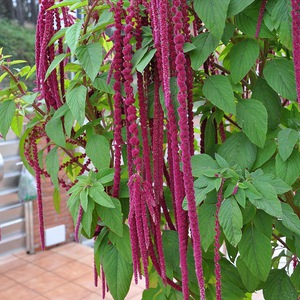 What is the difference between amaranth flower?