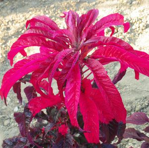 Amaranth Early Splendor - flower close-up.