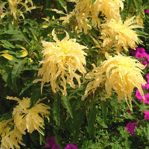 Amaranth Aurora is a tricolor plant.