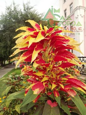 Amaranth Illumination has a very variegated flower.