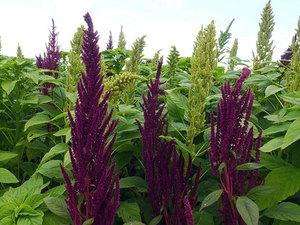 Amaranth paniculata got its name from the shape of the flowers.