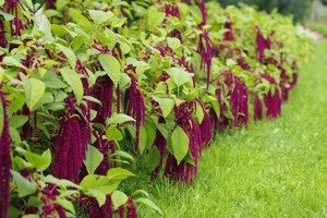 Zwergfakel is a type of paniculate amaranth.