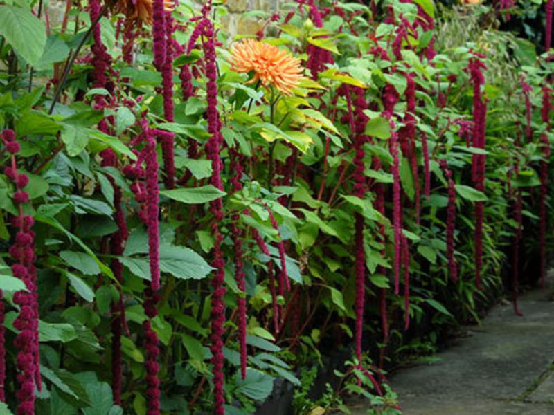 Growing amaranth in the garden - useful tips