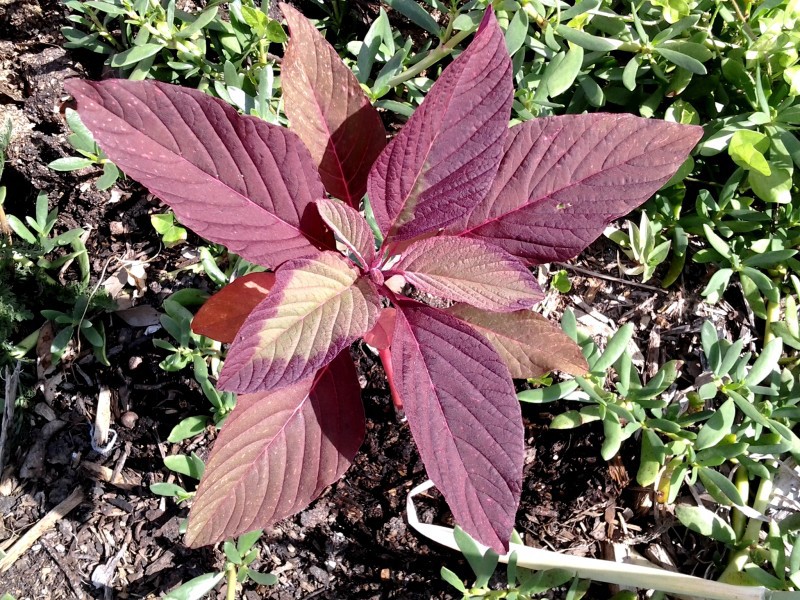 The leaves of red amaranth are shown in the photo