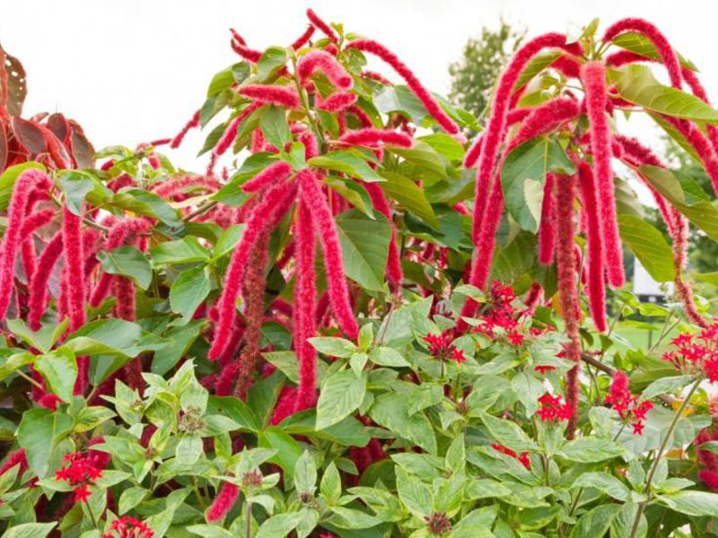 Amaranth on the site is a bright flower.