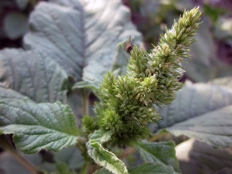 Amaranth flowers can be used in landscape design.