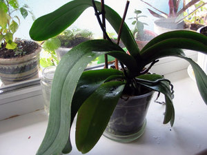 Orchid grows poorly at home and does not bloom