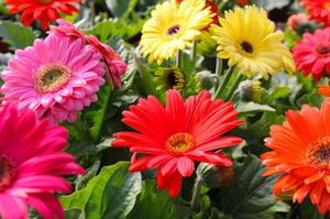 Garden Gerbera is a beautiful perennial flower that grows in the garden.