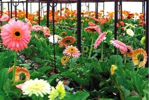 Gerberas in a greenhouse - a photo of flowering plants.