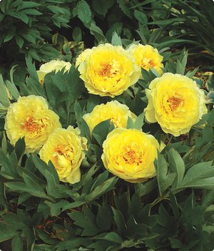 Ito hybrids of peonies