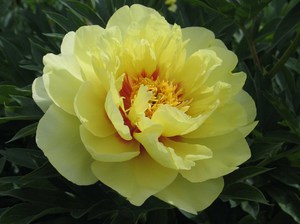 Varieties of varieties of peonies