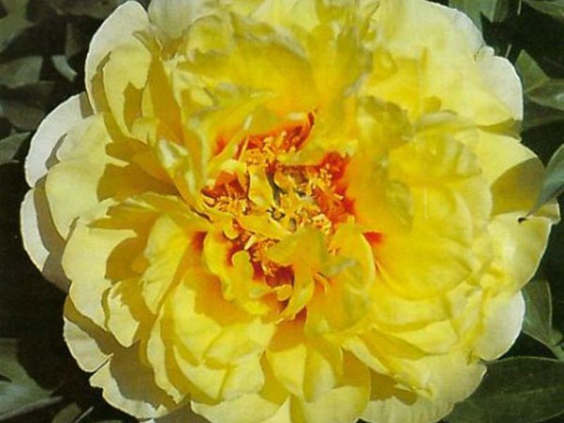 How to care for bartzell peonies