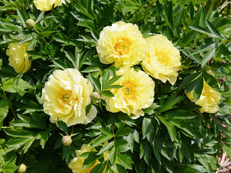 Conditions for growing peonies