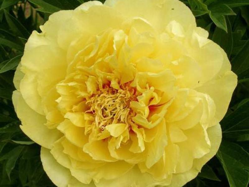 Planting and caring for peonies