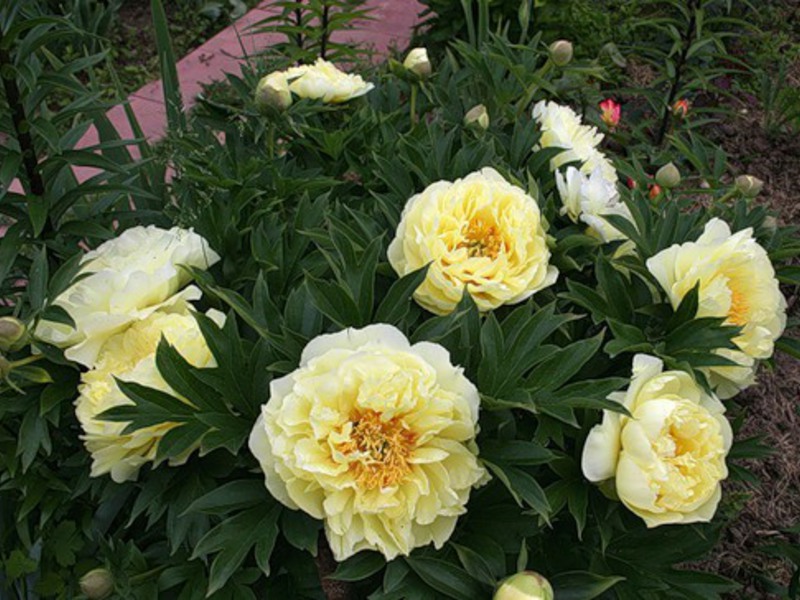 Beautiful yellow peonies