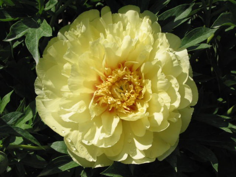 How to care for peonies