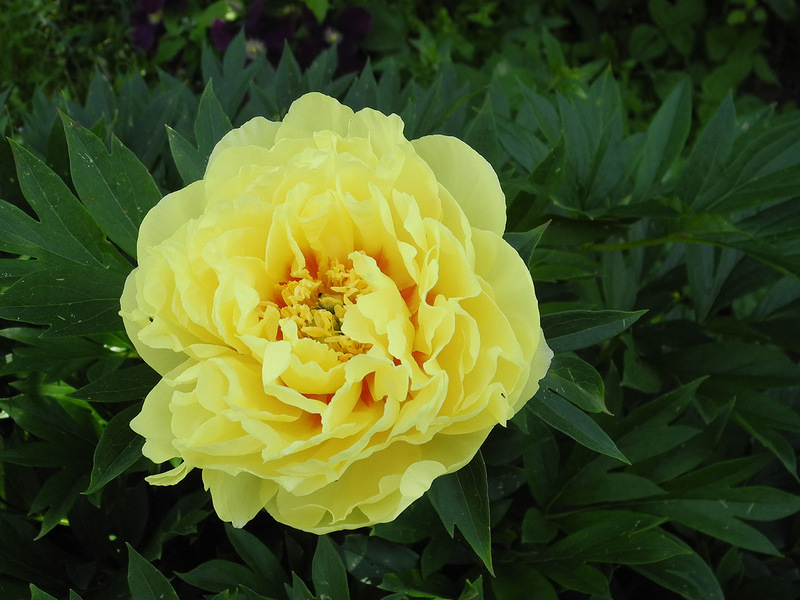 Growing Bartzella peonies