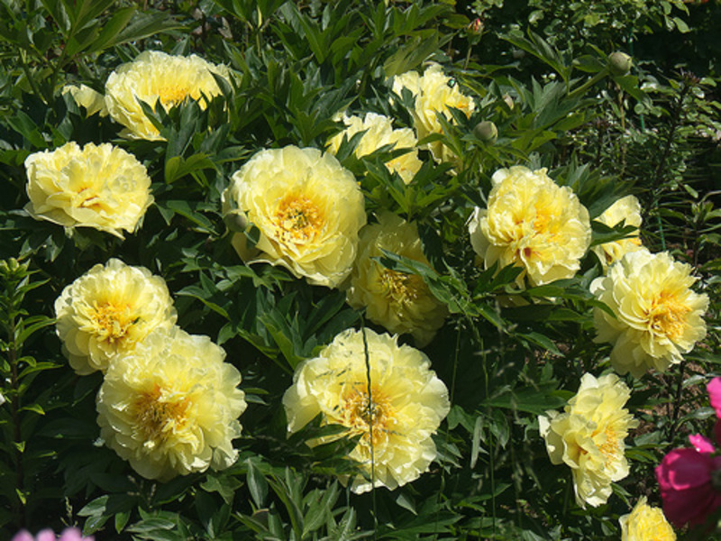 Yellow peonies