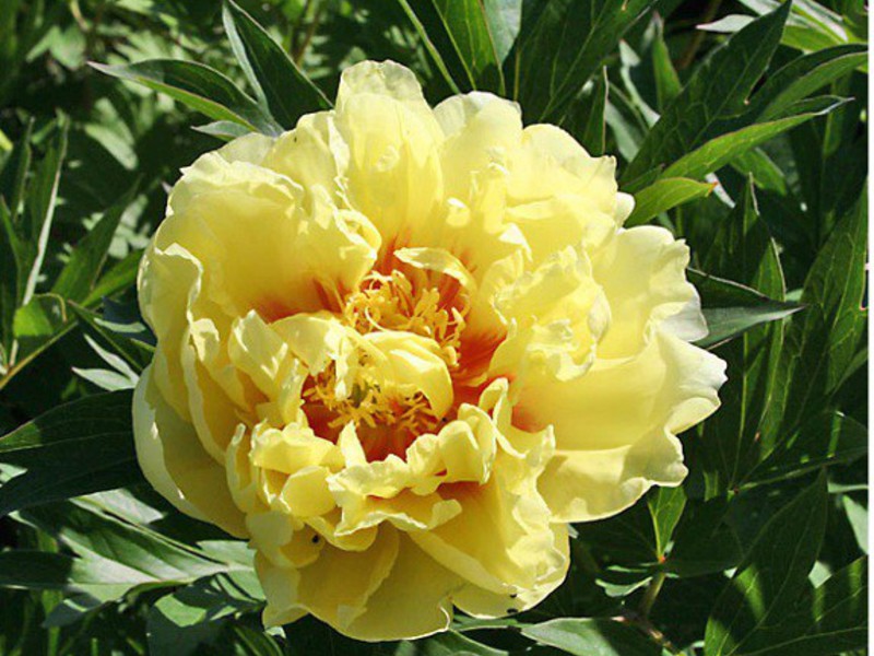 Peony variety features