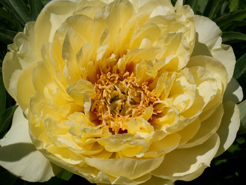 Breeding methods for peonies