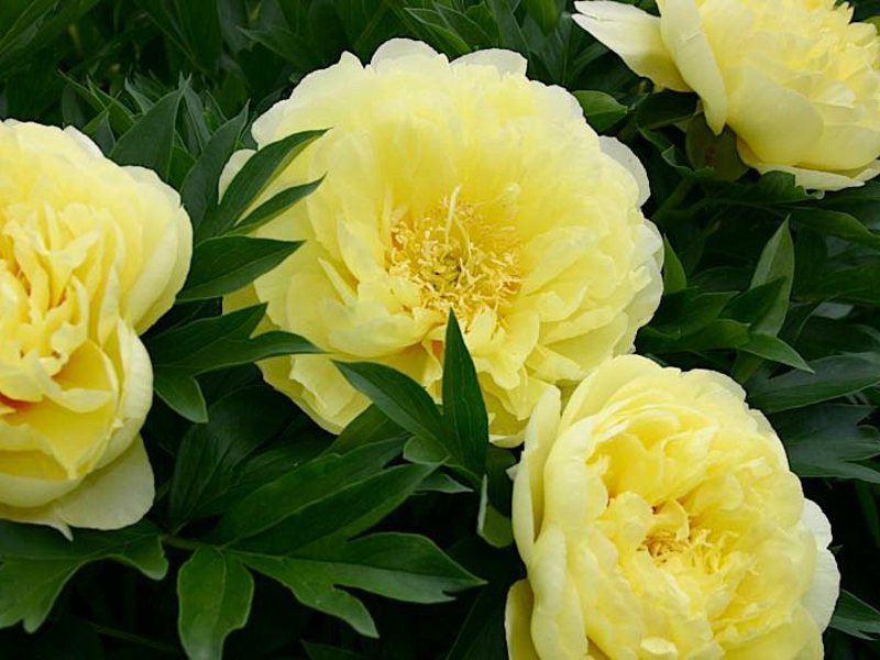 How the bartzella peony grows