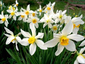 Narcissus graceful flower