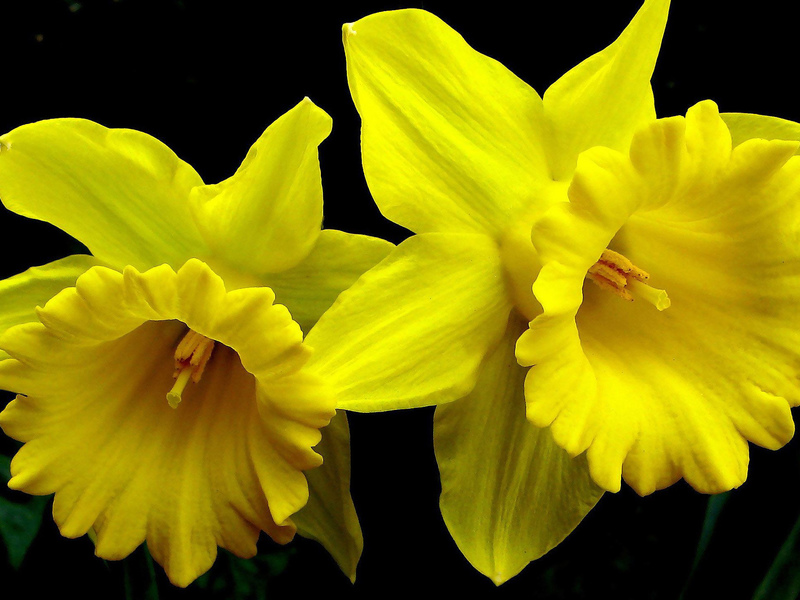 Ways to grow daffodils