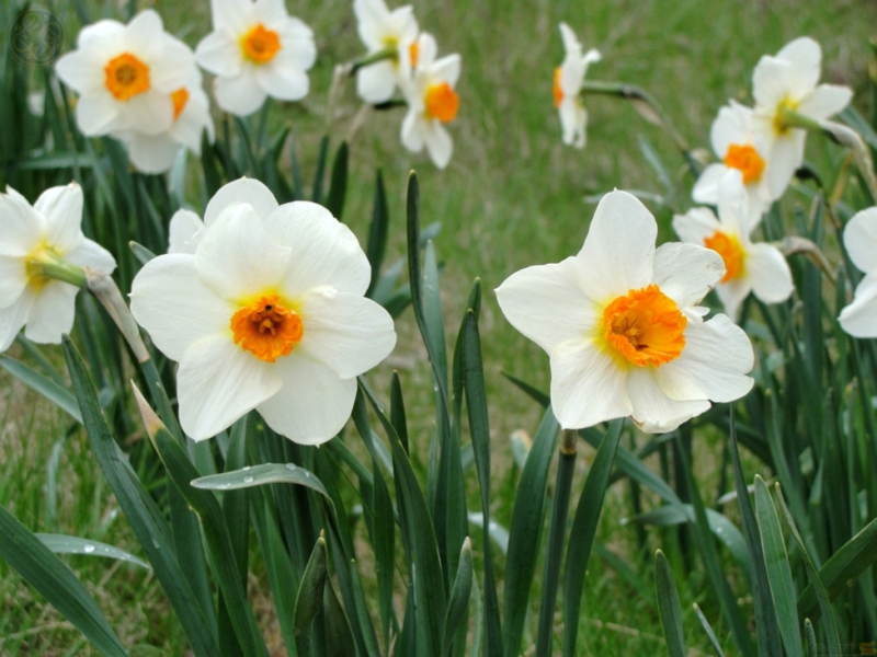 Planting and caring for daffodils