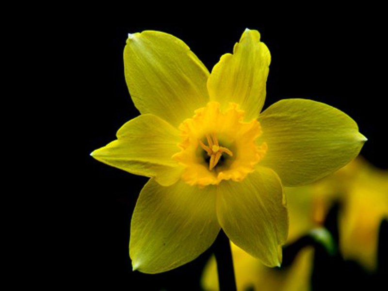 Garden flower daffodil